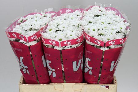 Farm Fresh Santini Lassiei (Bunch of 25 stems, Length 55cm
