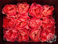Farm Fresh Rosa Ecuadorian Garden X pression(Bunch of 25 stems, length 50cm)
