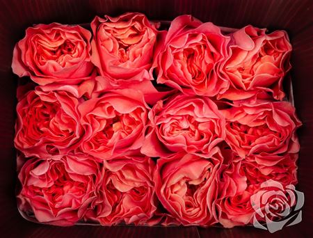 Farm Fresh Rosa Ecuadorian Garden X pression(Bunch of 25 stems, length 50cm)