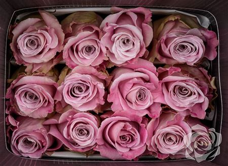 Farm Fresh Rosa Gr Ec Faith  (Bunch of 25 stems, Length 50cm)