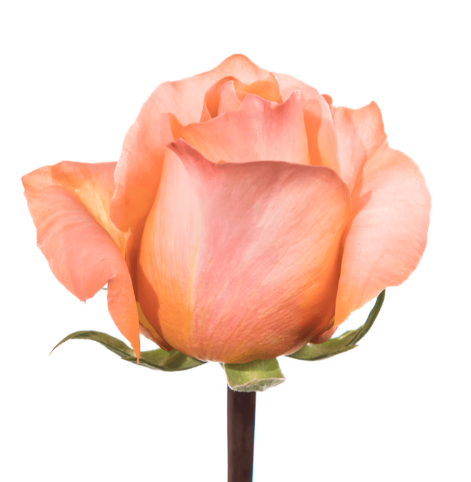 Farm Fresh Rosa Ecuadorian Gr Coral Reef (Bunch of 25 stems, Length 60cm)