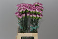 Farm Fresh Carnations Boheme(Bunch of 20 stems, Length 70 cm)