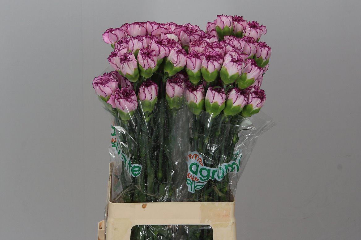 Farm Fresh Carnations Boheme(Bunch of 20 stems, Length 70 cm)