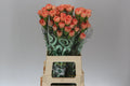 Farm Fresh Carnation Orange (Bunch of 25 stems, Length 70cm)