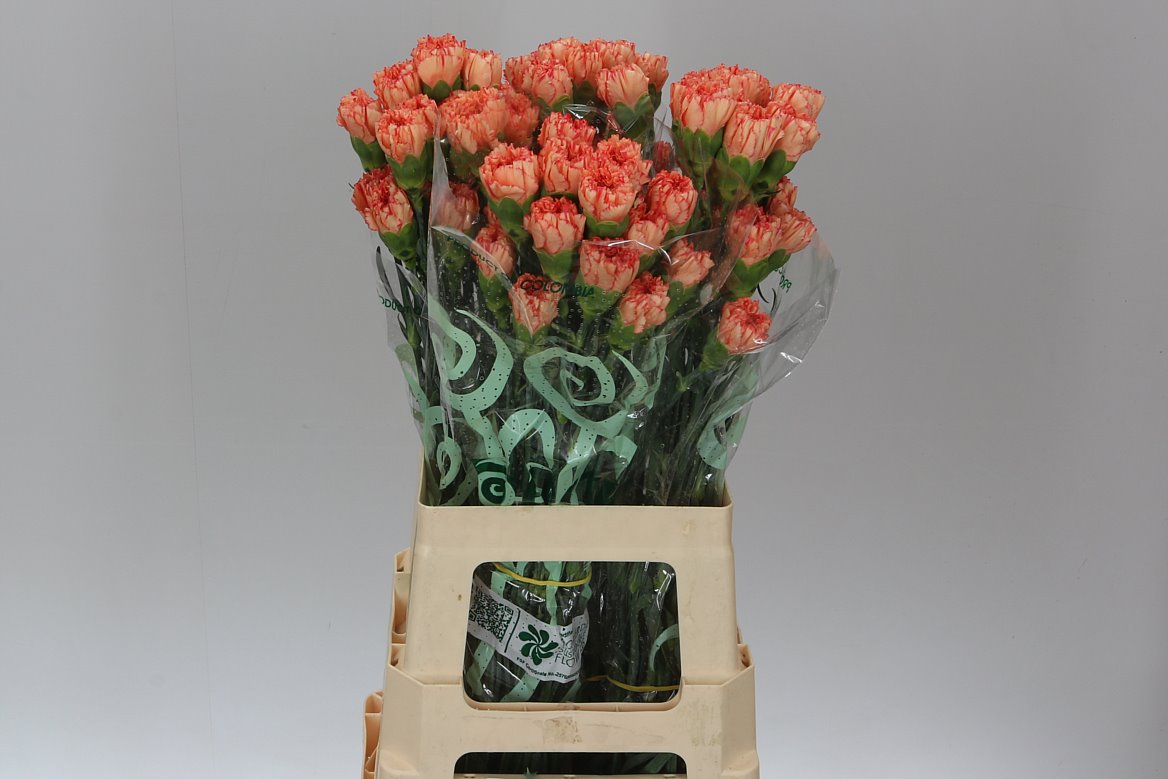 Farm Fresh Carnation Orange (Bunch of 25 stems, Length 70cm)