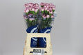 Farm Fresh Carnations Damascus(Bunch of 20stems, Length, 70cm)