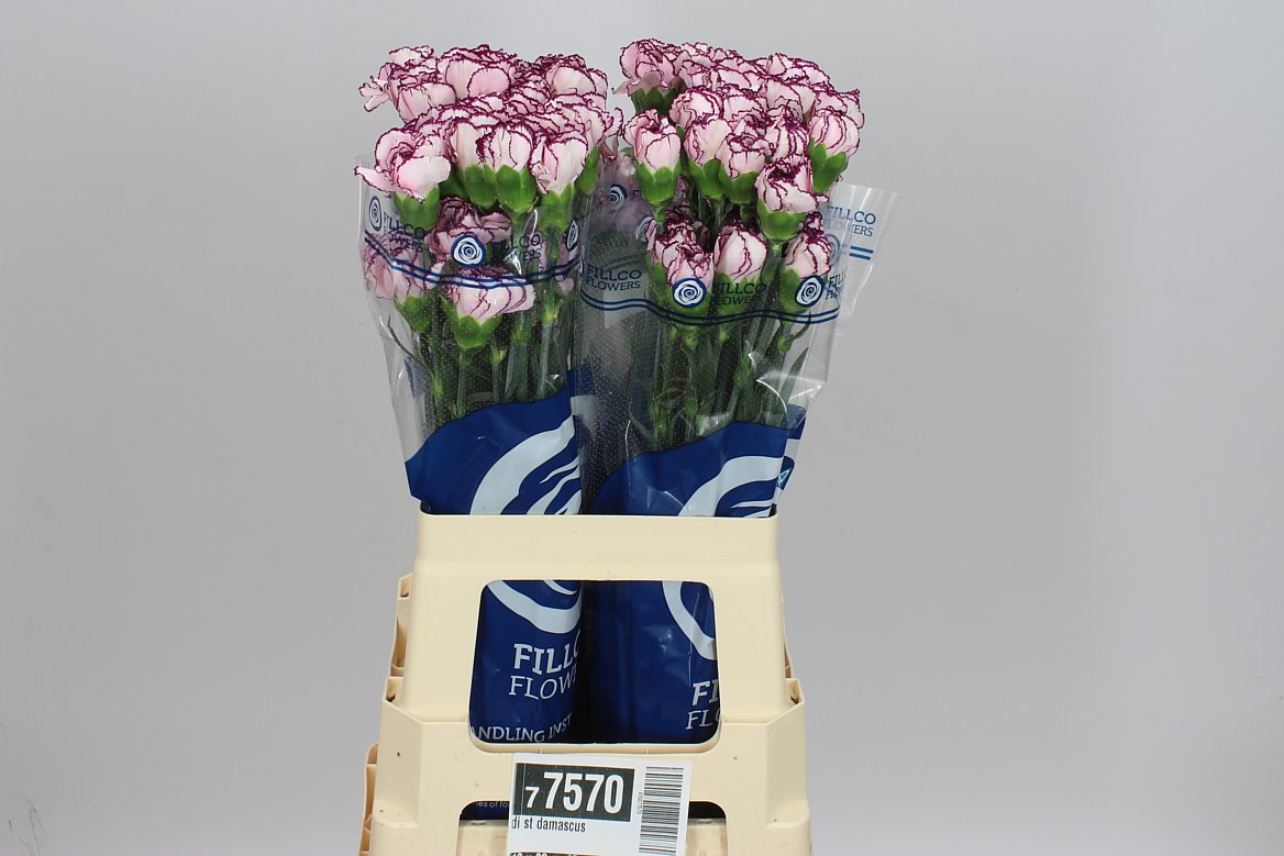 Farm Fresh Carnations Damascus(Bunch of 20stems, Length, 70cm)