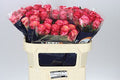 Farm Fresh Rosa Gr Mai Tai(Bunch of 10 stems, Length 70cm)