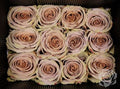 Farm Fresh Rosa Ecuadorian Garden Teddy (Bunch of 25 stems, length 60cm)