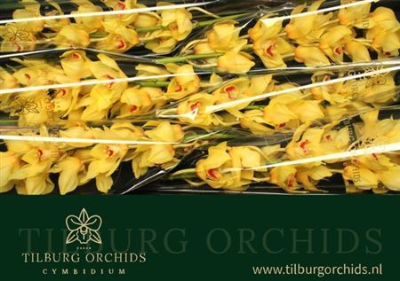 Farm Fresh Orchids/CymbidiumTak Golden Fleece(Bunch of 1unit, Length 70cm)