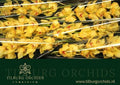 Farm Fresh Orchids/CymbidiumTak Golden Fleece(Bunch of 1unit, Length 70cm)