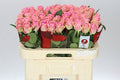 Farm Fresh Rosa Gr Wham(Bunch of 10 stems, Length 60cm)
