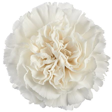 Farm Fresh Carnation White(Bunch of 25 stems, Length 70cm)