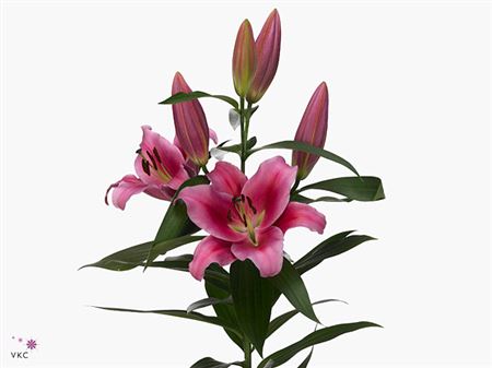 Farm Fresh Lilium Oriental Dalian 3+(Bunch of 10stems,Length 85cm)