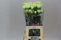 Farm Fresh Carnations Green Prado(Bunch of 20 stems, Length 70cm)