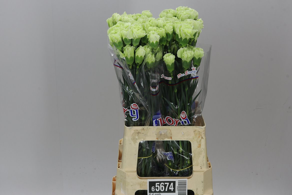 Farm Fresh Carnations Green Prado(Bunch of 20 stems, Length 70cm)