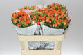 Farm Fresh Rosa Tr Picanto(Bunch of 10 stems, Length 70cm)