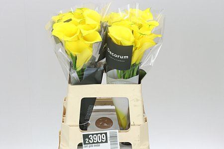Farm Fresh Calla/Zantedeschia Gold Medal(Bunch of 10stems, length 55cm)