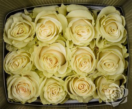 Farm Fresh Rosa Ecuadorian Gr Mondial By Box (Box of 100 stems, length 60cm)