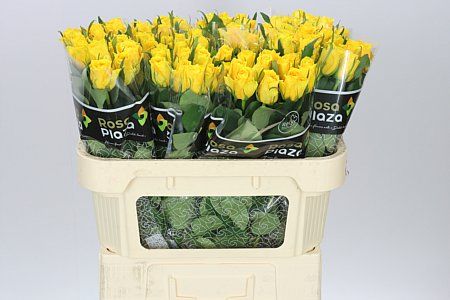 Farm Fresh Rosa Gr Jackpot+ (Bunch of 25 stems, Length 70cm)