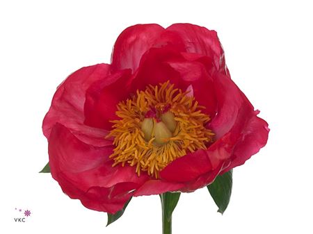 Farm Fresh Paeonia Flame(Bunch of 10stems, Length 50cm)