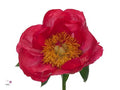 Farm Fresh Paeonia Flame(Bunch of 10stems, Length 50cm)