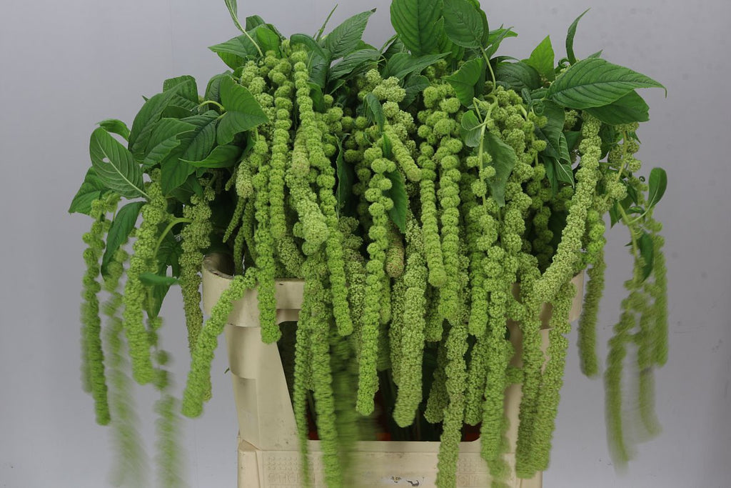 Farm Fresh Amaranthus Ca Cycloop(Bunch of 10 Stems, Length 80cm)