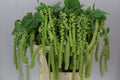 Farm Fresh Amaranthus Ca Cycloop(Bunch of 10 Stems, Length 80cm)