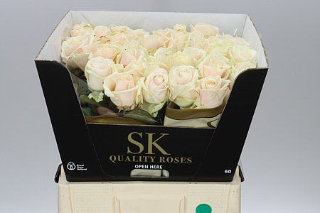 Farm Fresh Rosa Gr Lovely Avalanche(Bunch of 10 stems, Length 60cm)