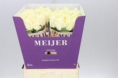 Farm Fresh Rosa Gr Four Seasons +(Bunch of 10 stems, Length 60cm)
