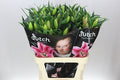 Lilium Or Frontera 3+(Bunch of 10stems, Length 80-90cm)
