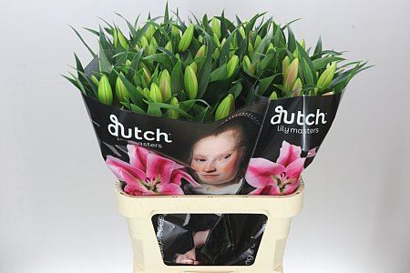 Lilium Or Frontera 3+(Bunch of 10stems, Length 80-90cm)