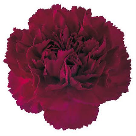 Farm Fresh Carnation Purple(Bunch of 25 stems, Length 70cm)