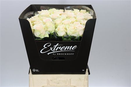 Farm Fresh Rosa Gr Sweet Caroline Extreme(Bunch of 10 stems, Length 70cm)