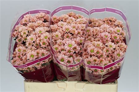 Farm Fresh Santini Babette (Bunch of 25 stems, Length 55cm)