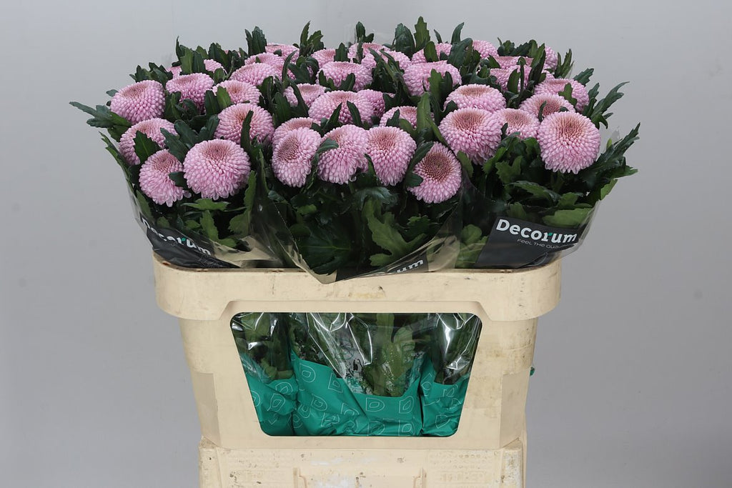 Farm Fresh Chrysanthemum G Momoko(Bunch of 10 stems, Length 70cm)