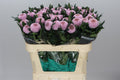 Farm Fresh Chrysanthemum G Momoko(Bunch of 10 stems, Length 70cm)