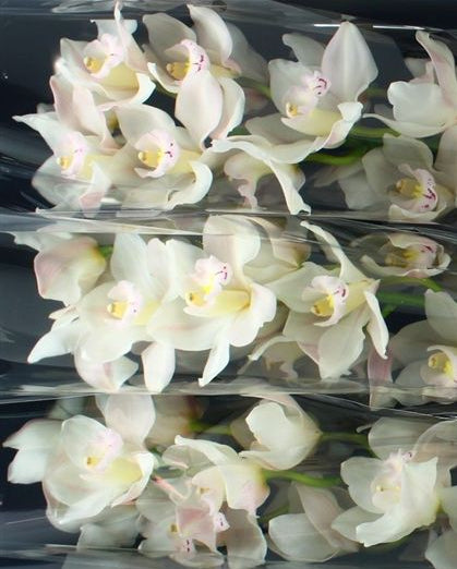 Farm Fresh Orchid/Cymbidium Tak Muscle White (Bunch of 1 stems, Length 80cm)