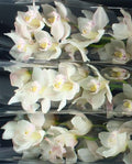 Farm Fresh Orchid/Cymbidium Tak Muscle White (Bunch of 1 stems, Length 80cm)