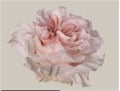 Farm Fresh Rosa Ecuadorian Garden Powder Puff(Bunch of 25 stems, length 50cm)