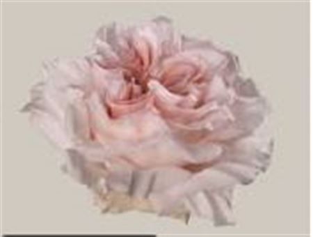 Farm Fresh Rosa Ecuadorian Garden Powder Puff(Bunch of 25 stems, length 50cm)
