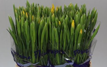 Farm Fresh Iris Apollo (Bunch of, 50 stems, Length 62cm)