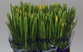 Farm Fresh Iris Apollo (Bunch of, 50 stems, Length 62cm)