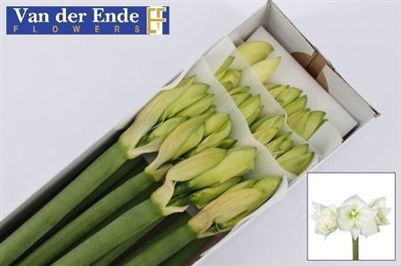 Farm Fresh Hippeastrum/Amarylis Mont Blac (Box of 12 stems, Length 80cm)