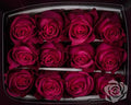 Farm Fresh Rosa Gr Ec Lola (Bunch of 25 stems, Length 60cm)