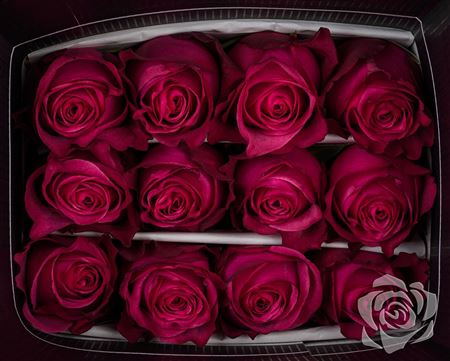 Farm Fresh Rosa Gr Ec Lola (Bunch of 25 stems, Length 60cm)