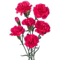 Farm Fresh Spray Carnations Cerise(Bunch of 25 stems, Length 70cm)