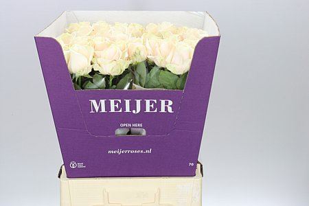 Farm Fresh Rosa Gr Doorchester (Bunch of 10 stems, Length 60cm)
