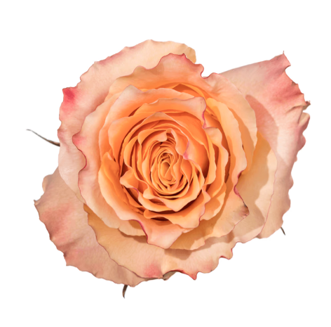 Farm Fresh Rosa Ecuadorian Gr Carpediem(Bunch of 25 stems, Length 50cm)