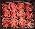 Farm Fresh Rosa Ecuadorian Gr Carpediem(Bunch of 25 stems, Length 50cm)